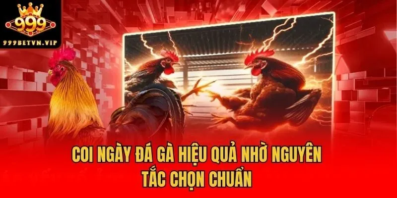 Coi ngày đá gà hiệu quả nhờ nguyên tắc chọn chuẩn
