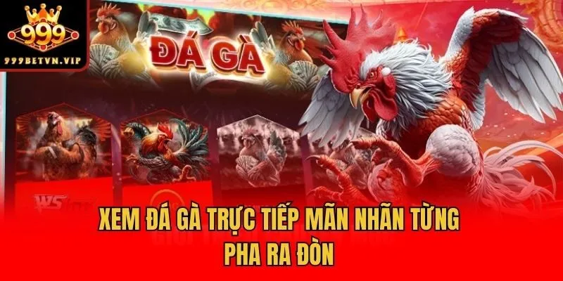 Xem đá gà trực tiếp mãn nhãn từng pha ra đòn